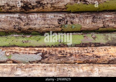 Felled trees at a lumberyard, side view of many log trunks, stack or pile of wood logs in the forest, deforestation, Westerwald, Germany, Europe Stock Photo