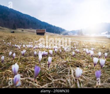Crocusses blooming on an alpine meadow in Bavaria, Germany Stock Photo