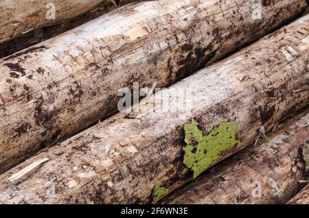 Felled trees at a lumberyard, side view of many log trunks, stack or pile of wood logs in the forest, deforestation, Westerwald, Germany, Europe Stock Photo