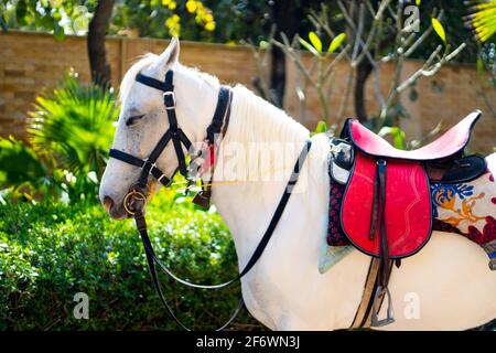 white horse with red saddle standing in front of green plants ready for animal festival or horse riding lesson at a popular spa resort in rajasthan Stock Photo