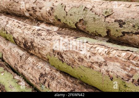 Felled trees at a lumberyard, side view of many log trunks, stack or pile of wood logs in the forest, deforestation, Westerwald, Germany, Europe Stock Photo