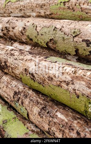 Felled trees at a lumberyard, side view of many log trunks, stack or pile of wood logs in the forest, deforestation, Westerwald, Germany, Europe Stock Photo