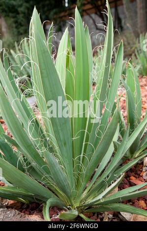 Sydney Australia, leaves with wispy strings along edge of leaves of a yucca flaccidia plant native to southeast USA Stock Photo
