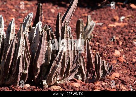 Sydney Australia, clump of  stapela gigantea or giant stapelia native to southern africa Stock Photo