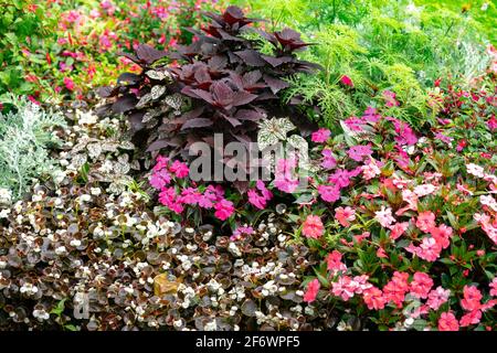 Various plants and flowers on Stadtgarten / Stadt garden in Lindau, Germany Stock Photo