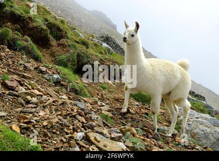 Llama (lama glama), mammal living in the South American Andes. Stock Photo
