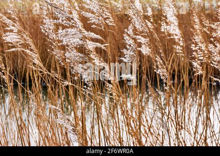 Backlit waving brown reed with white plumes in front of water in winter. Stock Photo