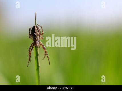 The oak spider ( Aculepeira ceropegia ) on green grass. Stock Photo