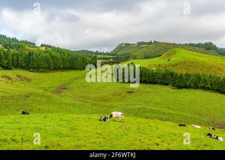 Beautiful landscape sceneries in Azores Portugal. Tropical nature in Sao Miguel Island, Azores. Black and white cows in a grassy field. Stock Photo