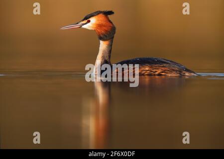 A breeding plumage adult Great crested Grebe (Podiceps cristatus) on a lake in England Stock Photo