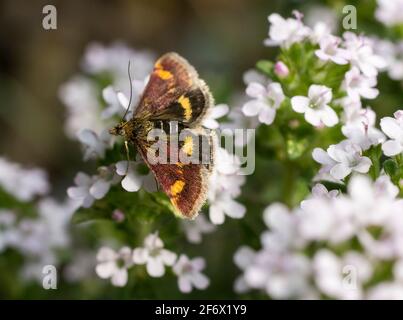 The tiny mint moth / Small Purple and Gold (Pyrausta aurata) on a marjoram plant in south-east England, UK Stock Photo