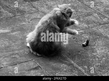 A cat about to pounce on a mouse which he's already caught and is now playing with. UK. B&W