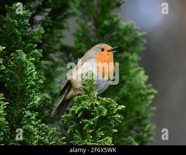 Robin sitting in a conifer singing Stock Photo