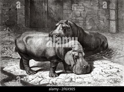 Hippo couple in a zoo in the late XIX century. Old 19th century engraved illustration from El Mundo Ilustrado 1879 Stock Photo