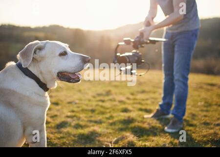 Cute dog (labrador retriever) posing for filming on meadow at sunset. Videographer holding gimbal with camera. Stock Photo