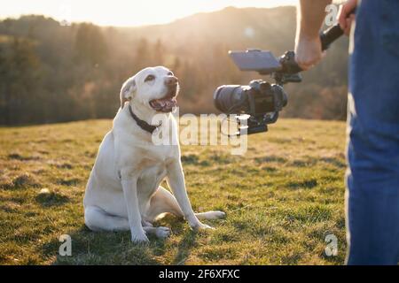 Cute dog (labrador retriever) posing for filming on meadow at sunset. Videographer holding gimbal with camera. Stock Photo