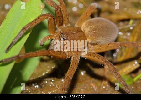 Fen raft spider (Dolomedes plantarius) Stock Photo