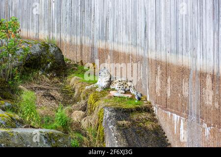 Beautiful view of gorgeous snow leopard laying on rock of Swedish zoo. Stock Photo