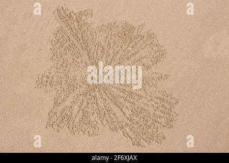the detail of a crab burrow with symmetrical small balls of sand on the sandy beach Stock Photo