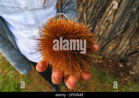 Girl Holding thorny sweet curly chestnut in hand. Stock Photo