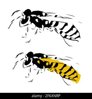 Wasp illustration black yellow isolated on white background Stock Vector