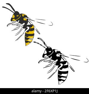 Wasp illustration black yellow isolated on white background Stock Vector