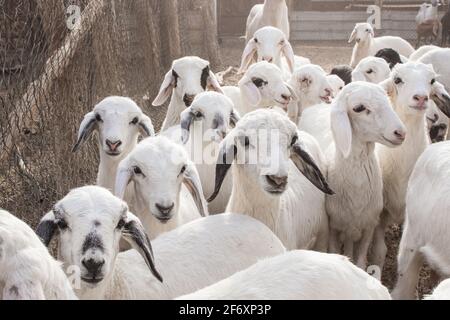 Goat Farm Desert Saudi Arabia Stock Photo