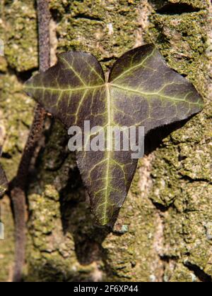 Oak trunk and branches of ivy climbing plant. A creeper plant with leaves curly on a tree trunk in a forest.  Victoria creeper five-leaved ivy leaves Stock Photo
