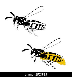 Wasp illustration black yellow isolated on white background Stock Vector