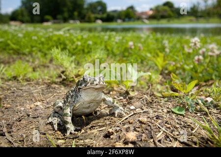 Green toad (Bufotes viridis) in natural habitat Stock Photo