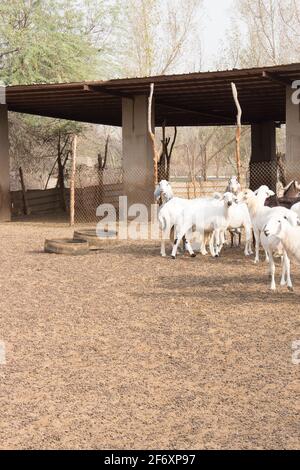 Goat Farm Desert Saudi Arabia Stock Photo