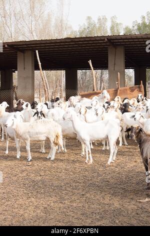 Goat Farm Desert Saudi Arabia Stock Photo