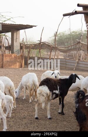 Goat Farm Desert Saudi Arabia Stock Photo