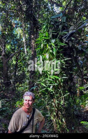 One person in front of the Wild Flat-leaved Vanilla (Vanilla planifolia) tree in the forest. Seychelles Stock Photo