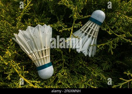 Badminton shuttlecocks on the grass Stock Photo