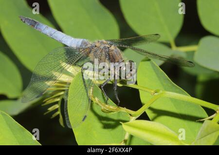 Dragonfly Keeled skimmer (Orthetrum cancellatum) on leaf Stock Photo
