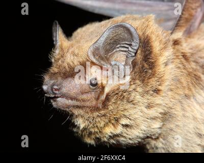 The lesser noctule, Leisler's bat or the Irish bat (Nyctalus leisleri) portrait Stock Photo