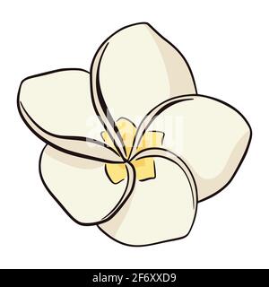 Hand drawn white and yellow plumeria icon isolated on white background. Exotic flower vector illustration, flat style. Line drawindg frangipani tropical flower. Stock Vector