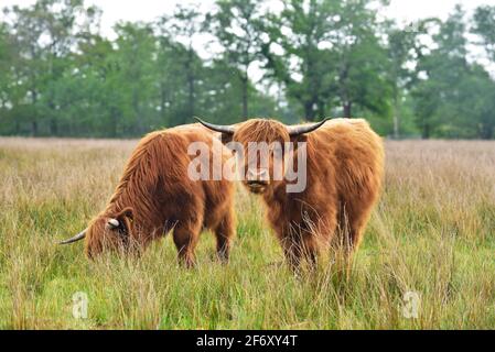 Two young Scottish Highlanders Stock Photo