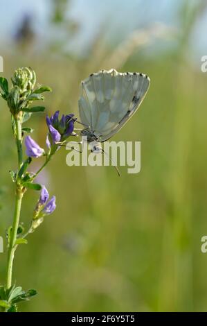 Marbled white, black and white butterfly in the wild, on a purple flower macro close up closed wings, white moth Stock Photo