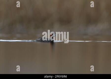 Little grebe swimming in a lace Stock Photo
