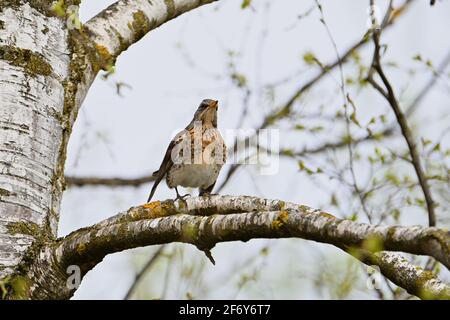 Juniper thrush sitting on branch Stock Photo
