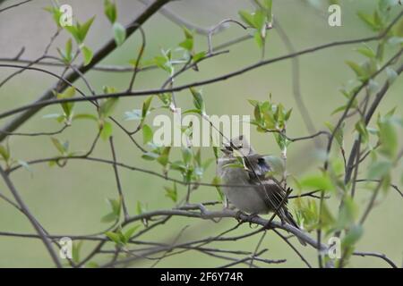 Chaffinch (female) sitting in a tree Stock Photo