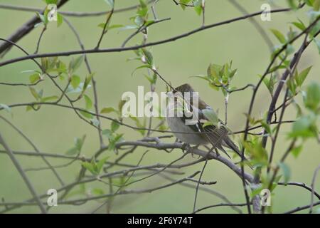 Chaffinch (female) sitting in a tree Stock Photo