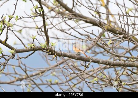 Common redstart (male) sitting on a branch Stock Photo