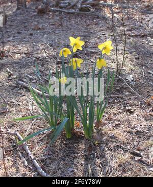 Cluster of Daffodils from Behind Stock Photo