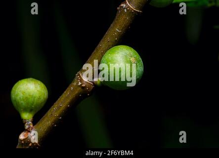 Young Tin Fruits, Fig Fruits, fruit from heaven, in shallow focus. The Scientific name of this fruits is Ficus carica, a species of flowering plant in Stock Photo