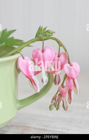 Wild pink rose with bleeding hearts flowers in vintage tea cup still life Stock Photo