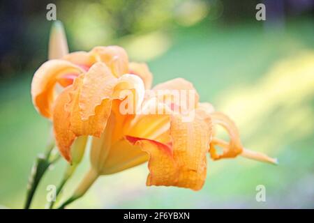 Orange Lily Flowers Growing in Residential Backyard garden Stock Photo