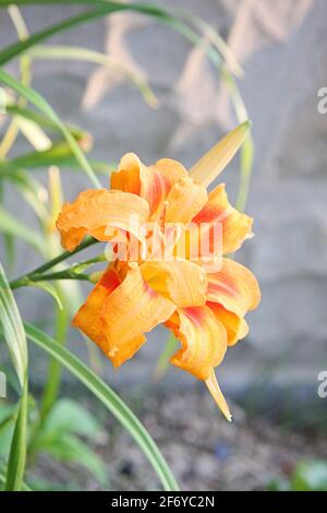 Orange Lily Flowers Growing in Residential Backyard garden Stock Photo